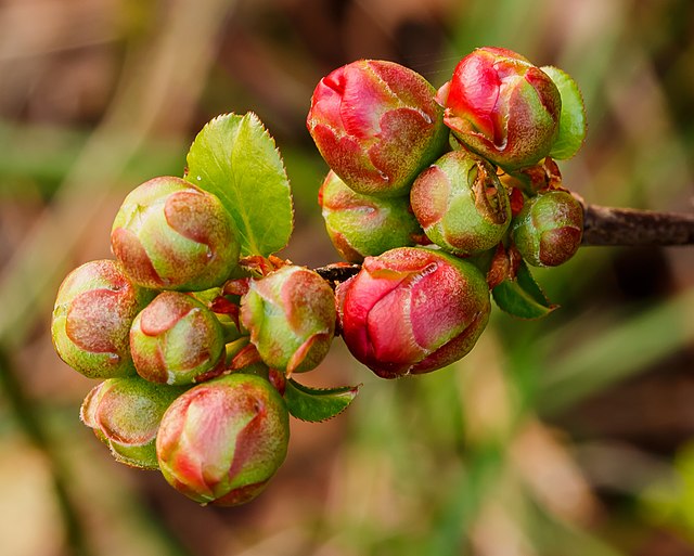 bloemknoppen