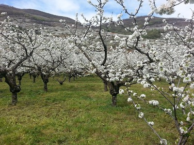 leeg nestje in magnoliatakken