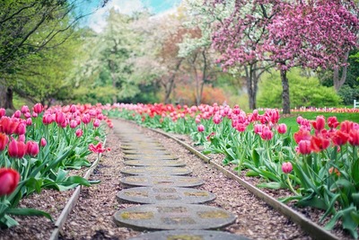 lente pad