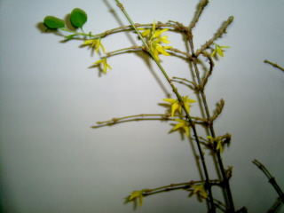 forsythia-tak