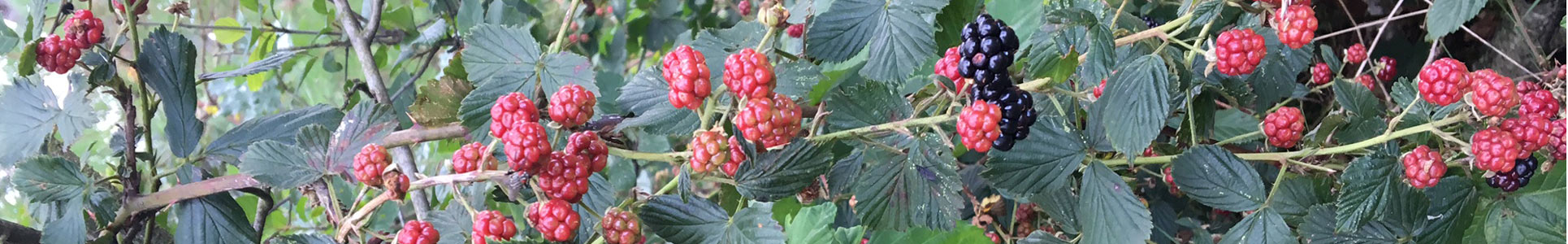 Header bramen2 tijdvoordetijd IMG 4265
