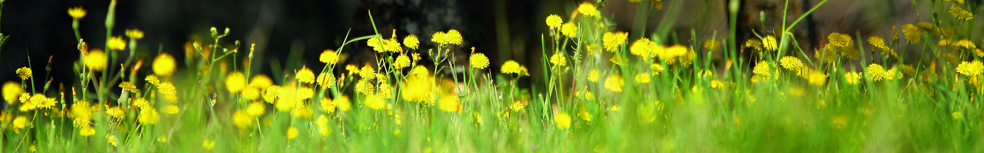 Header gele bloemen PH146 017